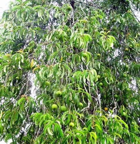 pokok-asam-keping