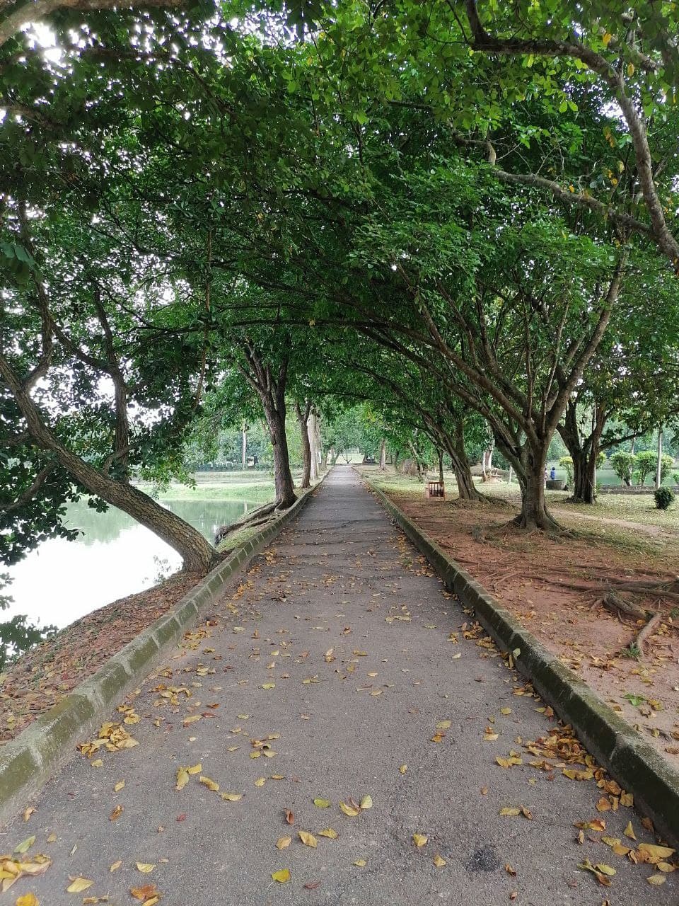 sgjarak4